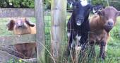 The friendly goats at Berridon Farm in Devon