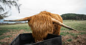 highland cow Thistle at Alexander House, Auchterarder, Perth & Kinross, Scotland