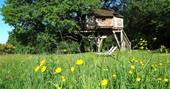 La Cabane du Perche treehouse in spring, with beautiful buttercups